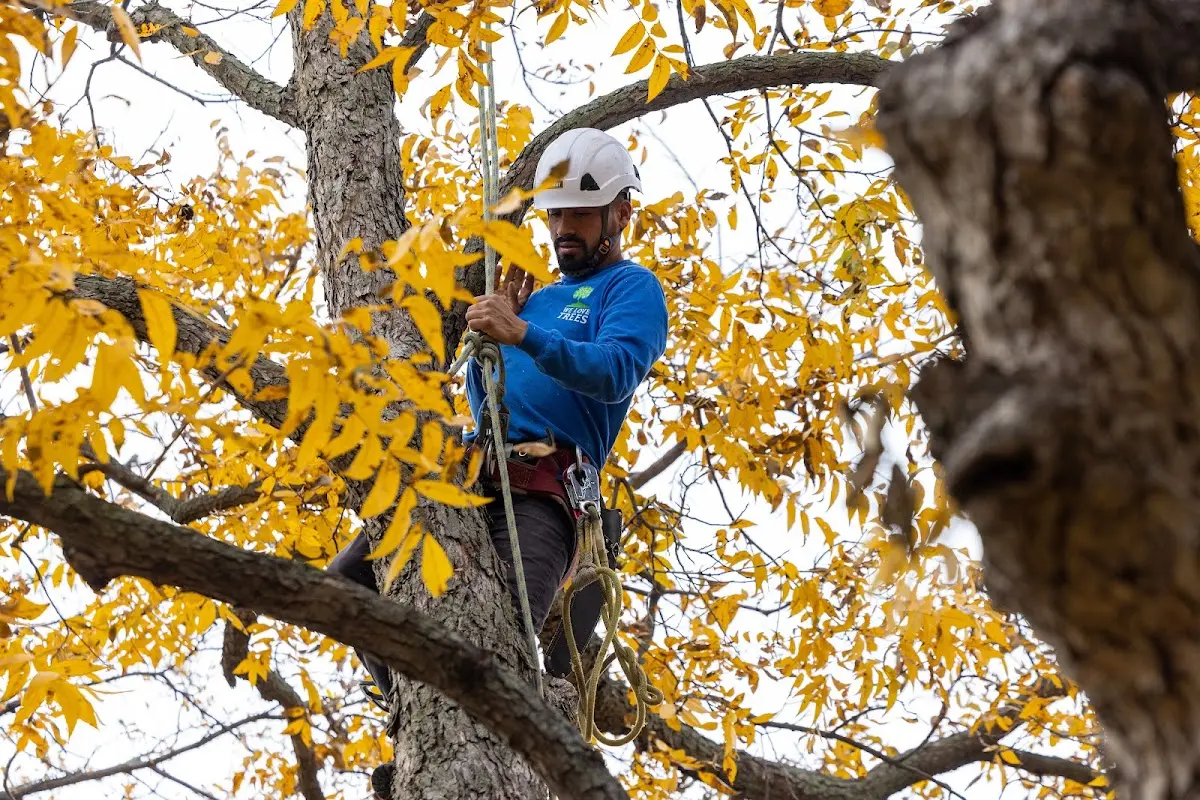 Skilled Storm Damage Cleanup crew working in Folsom