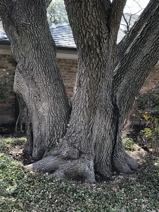 Mature heritage tree close to a Folsom property cared for by certified arborists