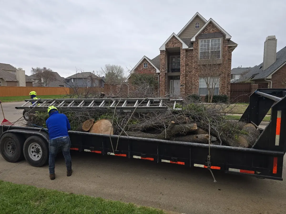 Expert Tree Fertilization with proper safety equipment in Folsom
